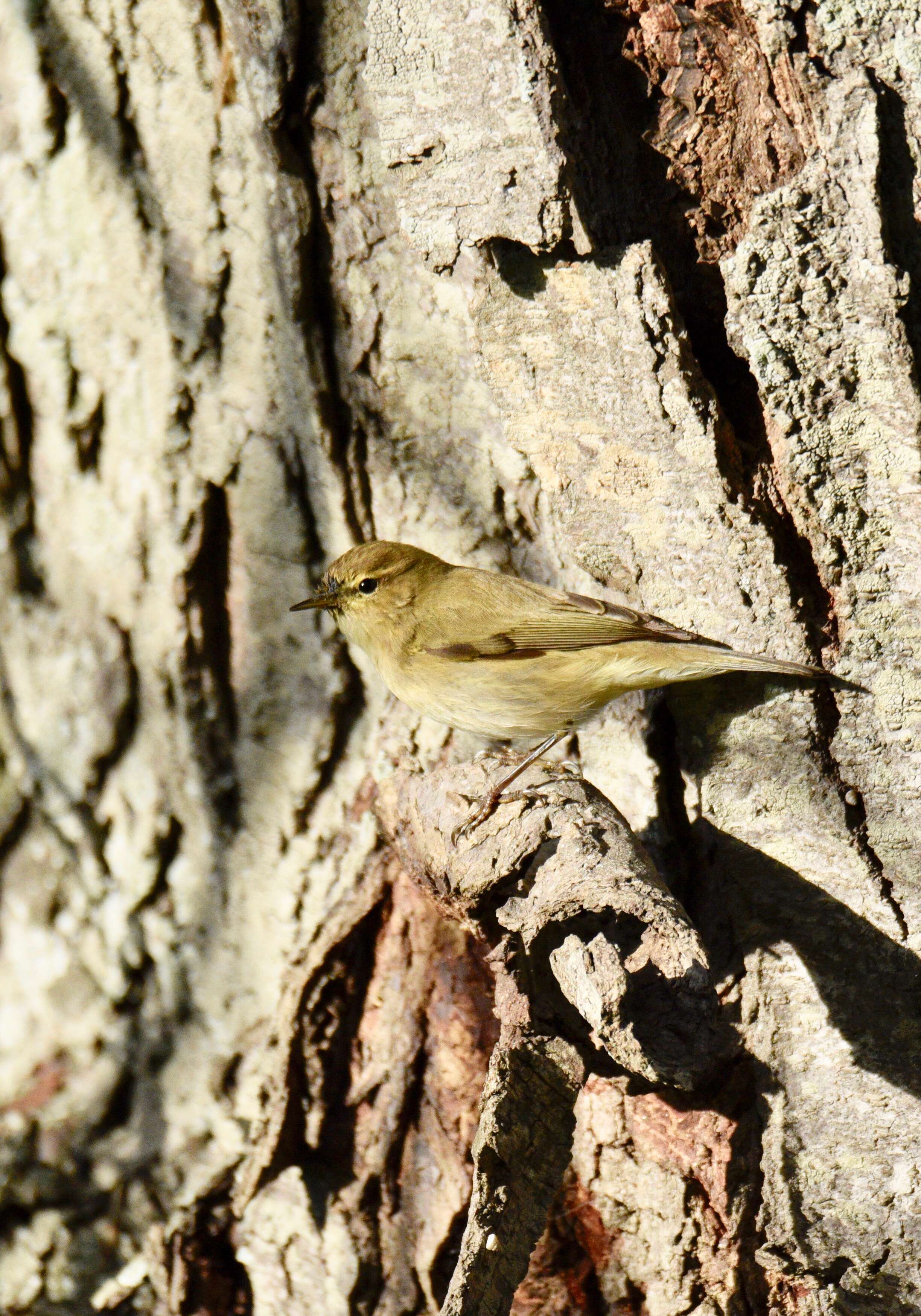 Image of Common Chiffchaff