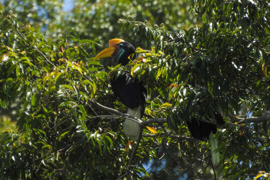 Image of Knobbed Hornbill