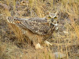 Image of Great Horned Owl