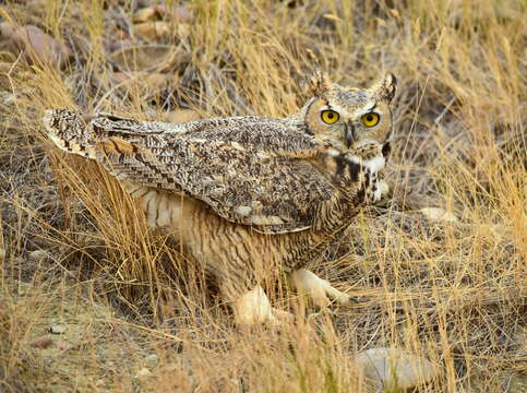 Image of Great Horned Owl