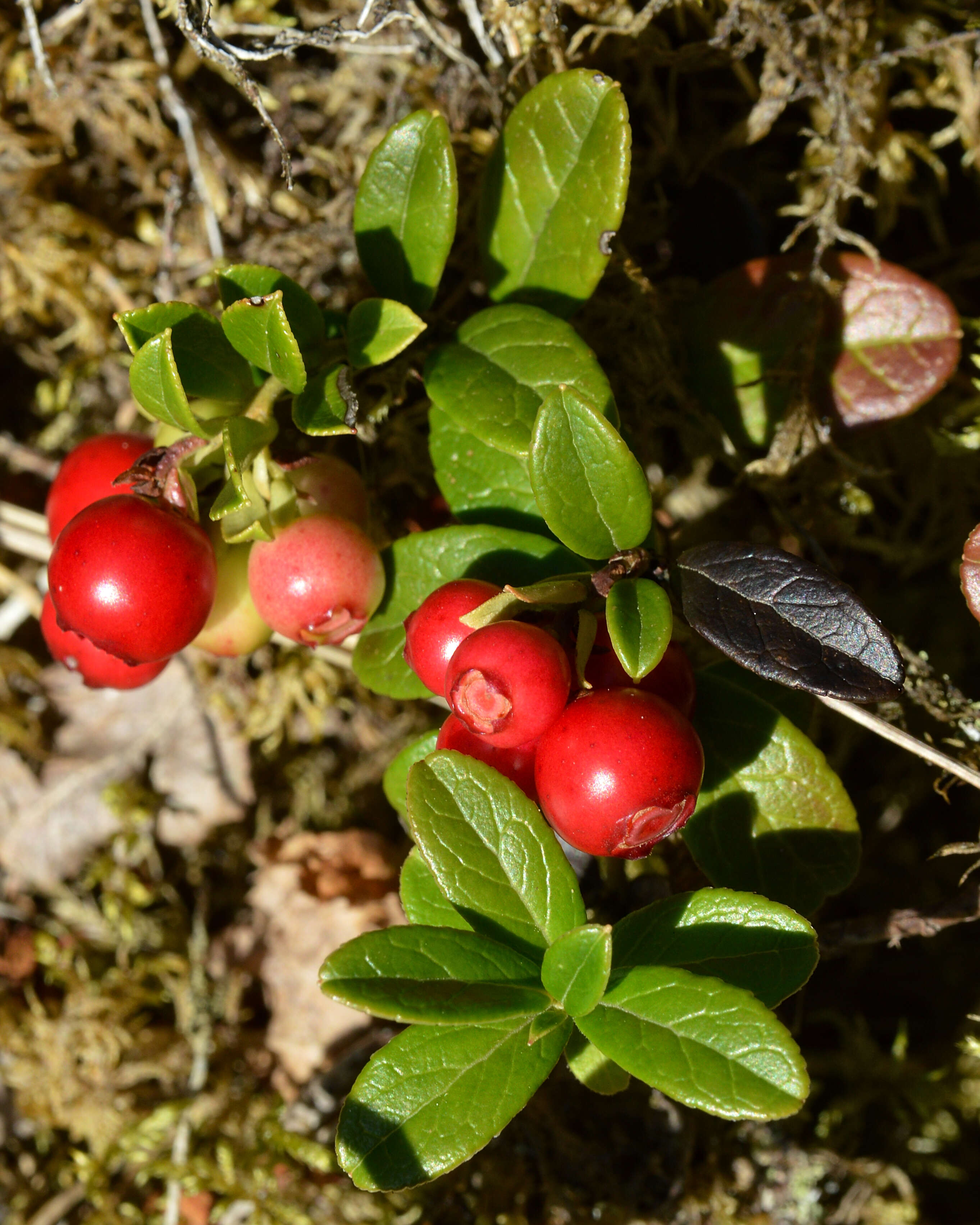 Image of lingonberry