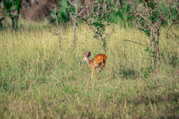 Image of Bushbuck