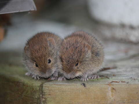 Image of Revillagigedo Island Red-backed Vole