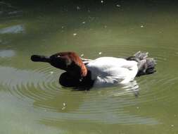 Image of Canvasback