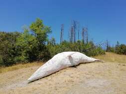 Image of Common Minke Whale