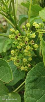 Image of Barbados nut