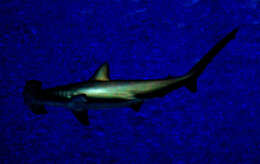 Image of Scalloped Hammerhead