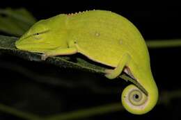 Image of Perinet chameleon