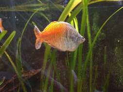 Image of Boeseman's Rainbowfish