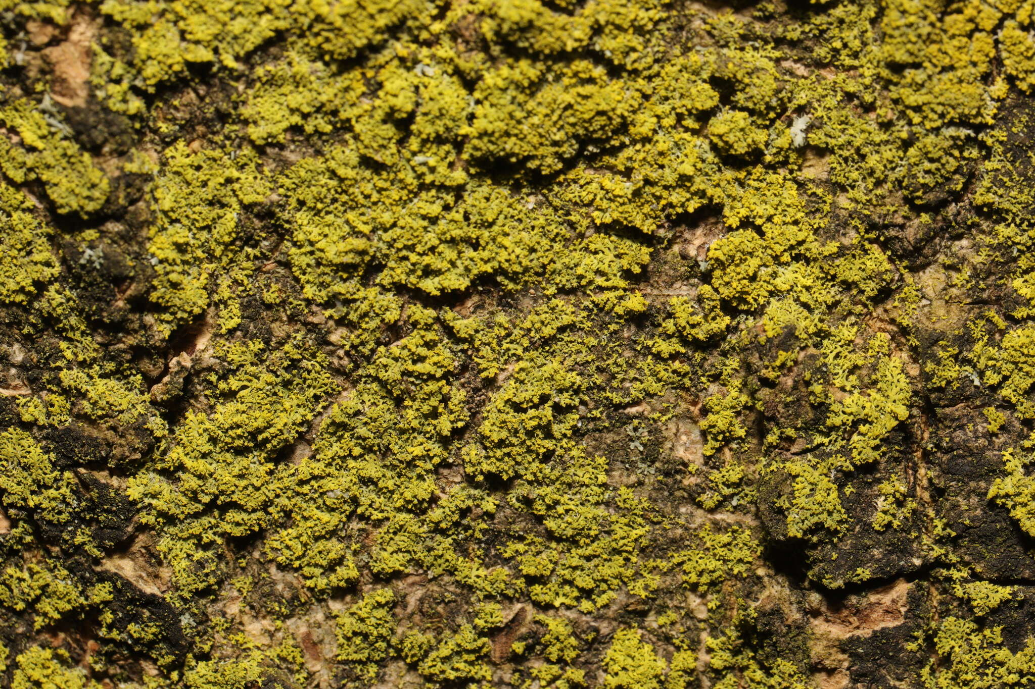 Image of lemon lichen