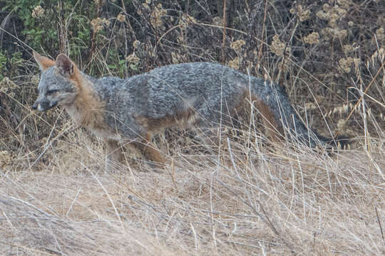 Image of Grey Foxes