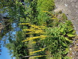 Verbascum nigrum L. resmi