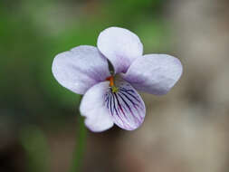 Plancia ëd Viola palustris L.