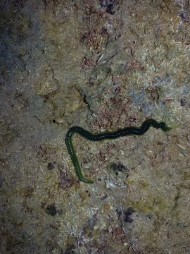 Image of green paddle worm