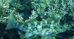 Image of Notch-head marblefish