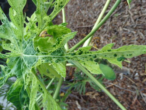 Image of Papaya ringspot virus