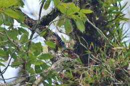 Image of Beautiful Nuthatch