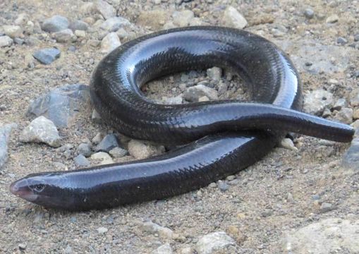 Image of Giant Lance Skink