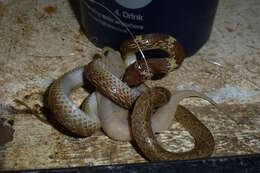 Image of Common Wolf Snake