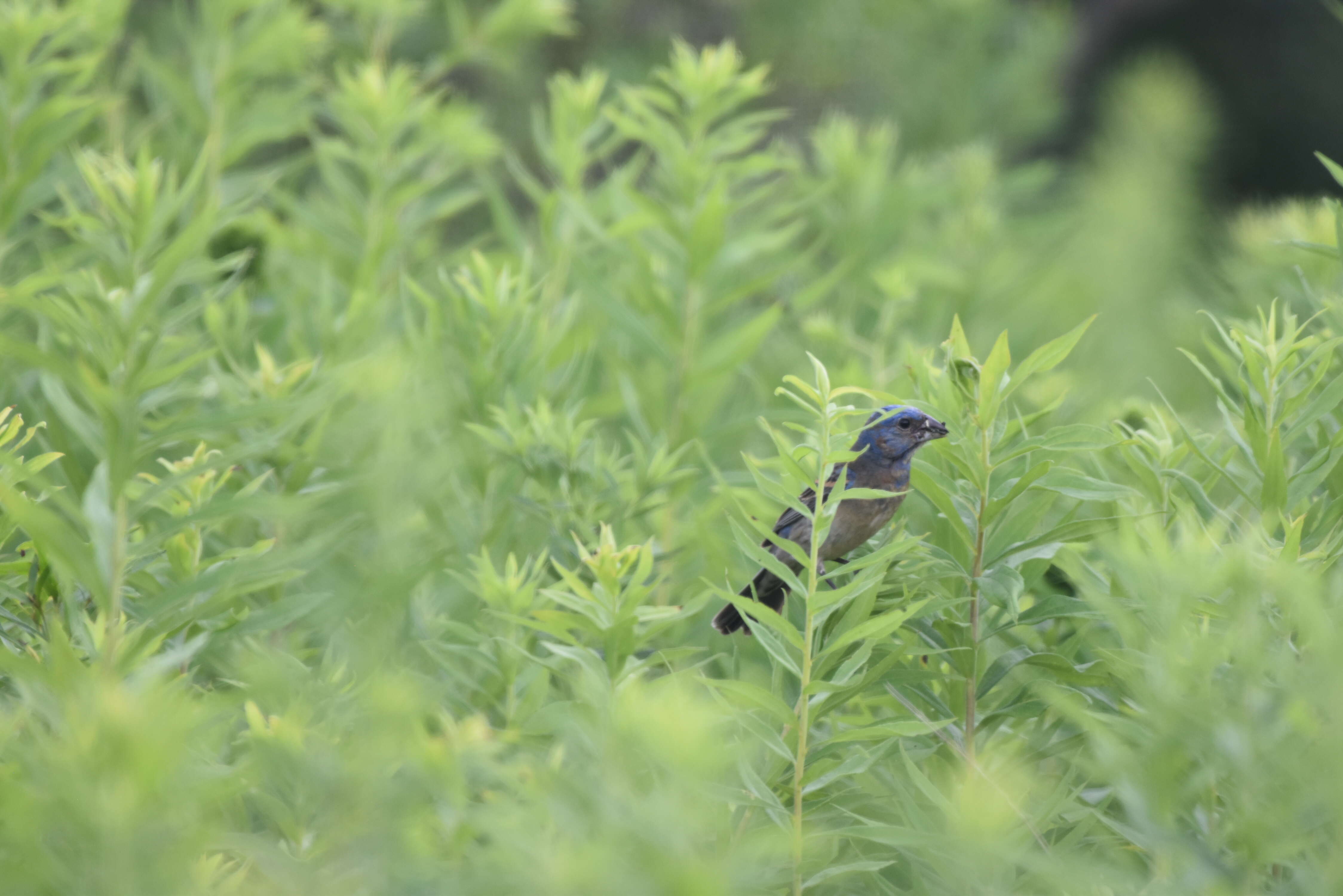 Image of Blue Grosbeak