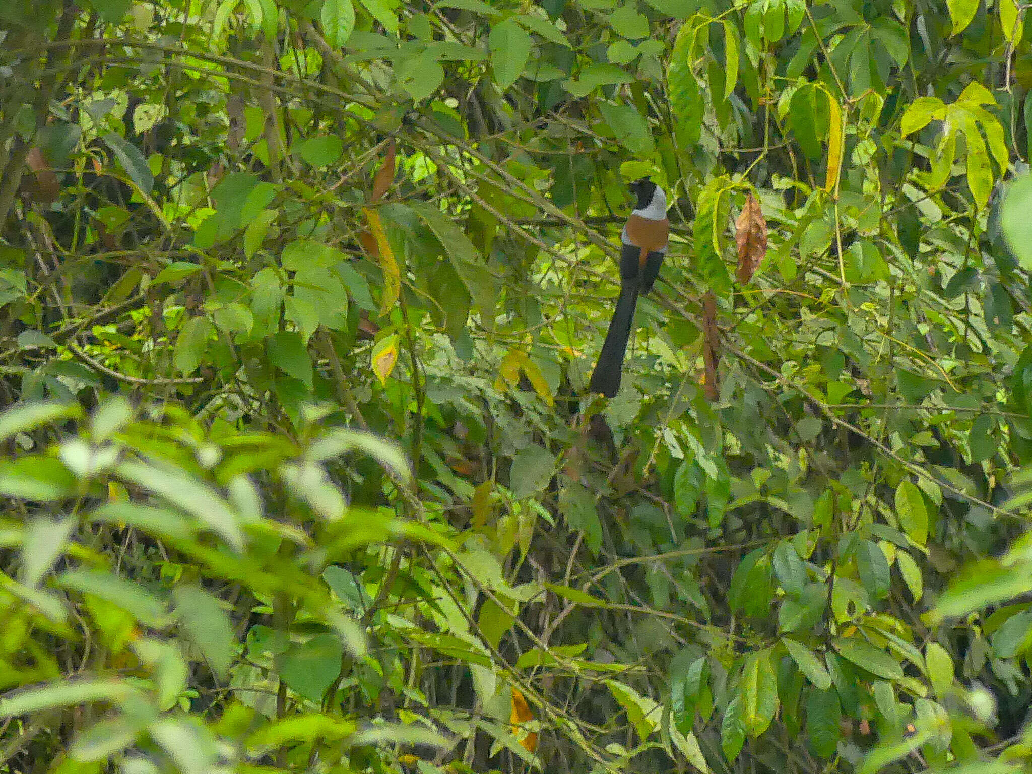 Image of Collared Treepie