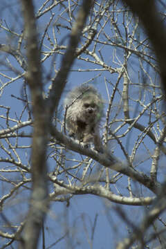 Image of Chacoan Titi Monkey