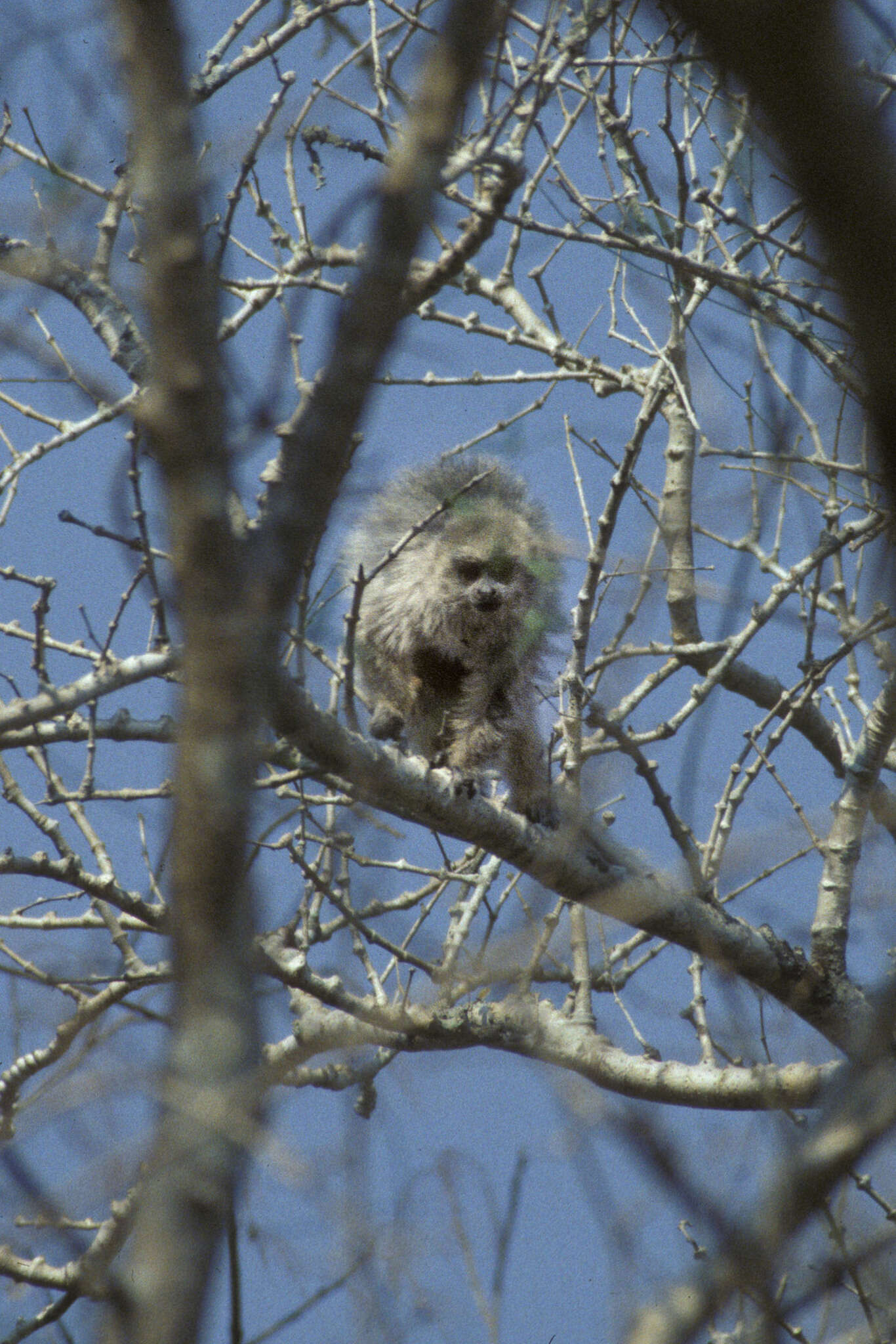 Image of Chacoan Titi Monkey