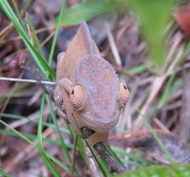 Image of Parson's Chameleon