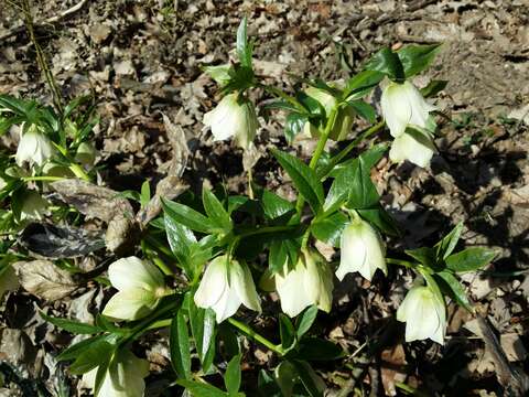 Image of lenten-rose