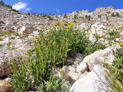 Image of hairy arnica