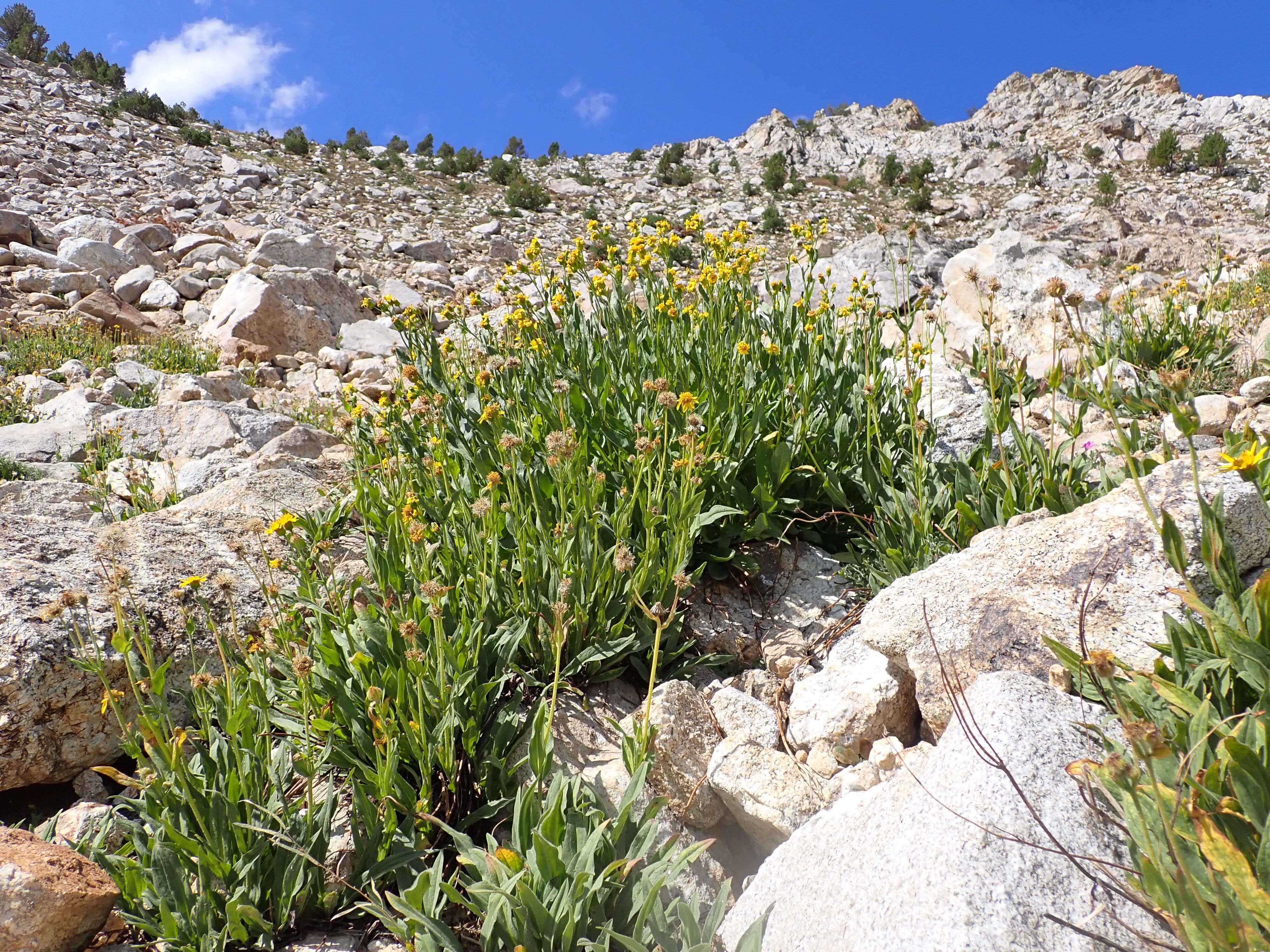 Image of hairy arnica