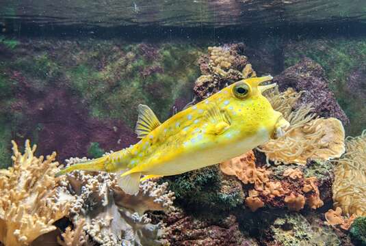 Image of Longhorn cowfish