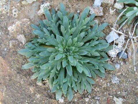 Image of Plantago weldenii Rchb.