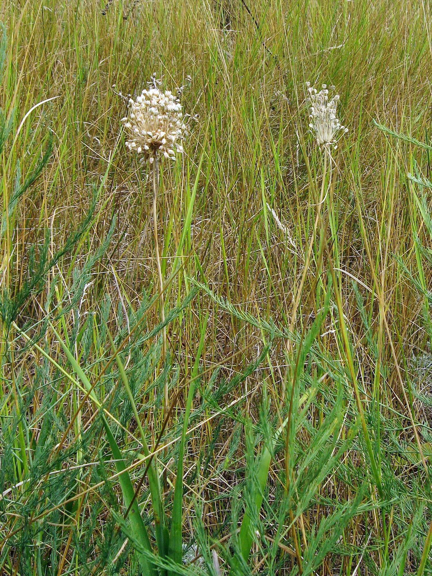 Image of sand leek