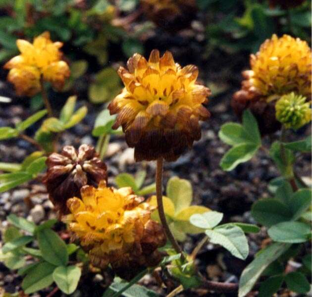 Image of brown clover