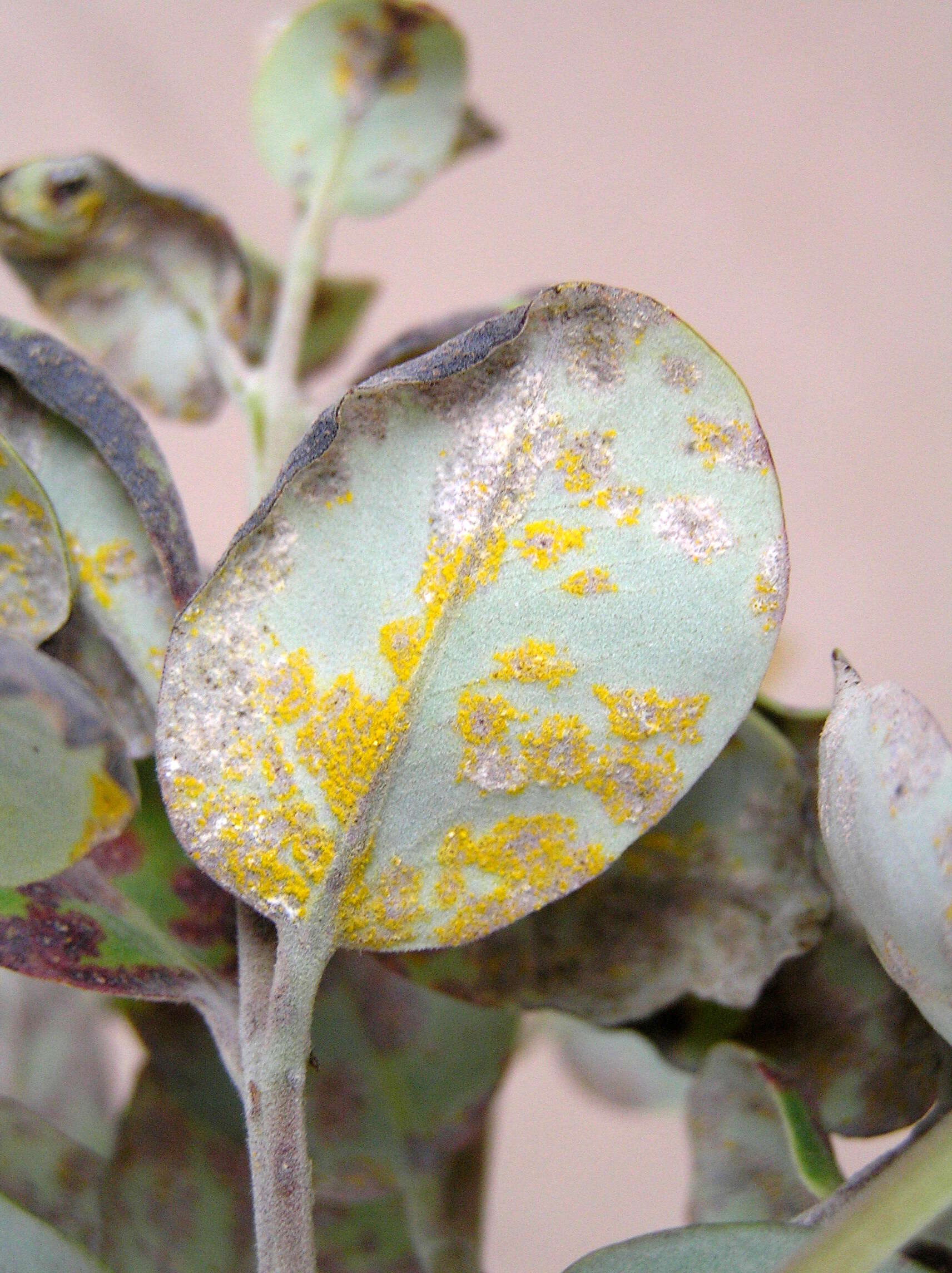 Image de Austropuccinia psidii (G. Winter) Beenken 2017