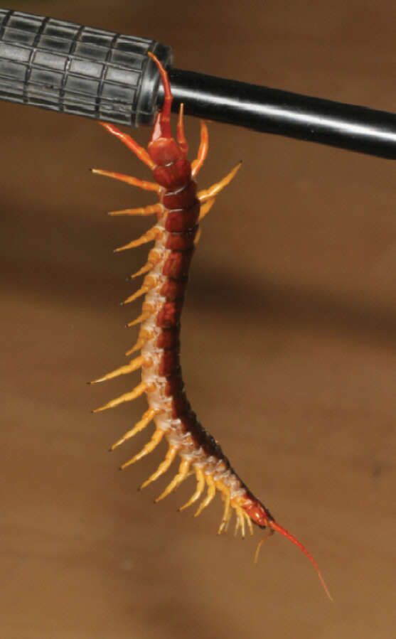 Image of Scolopendra dehaani Brandt 1840