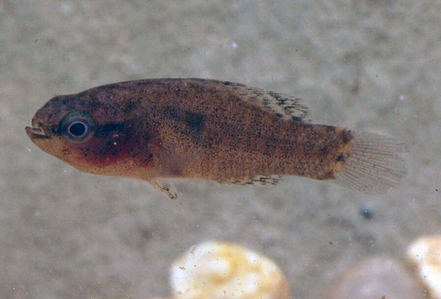 Image of Banded Pygmy Sunfish