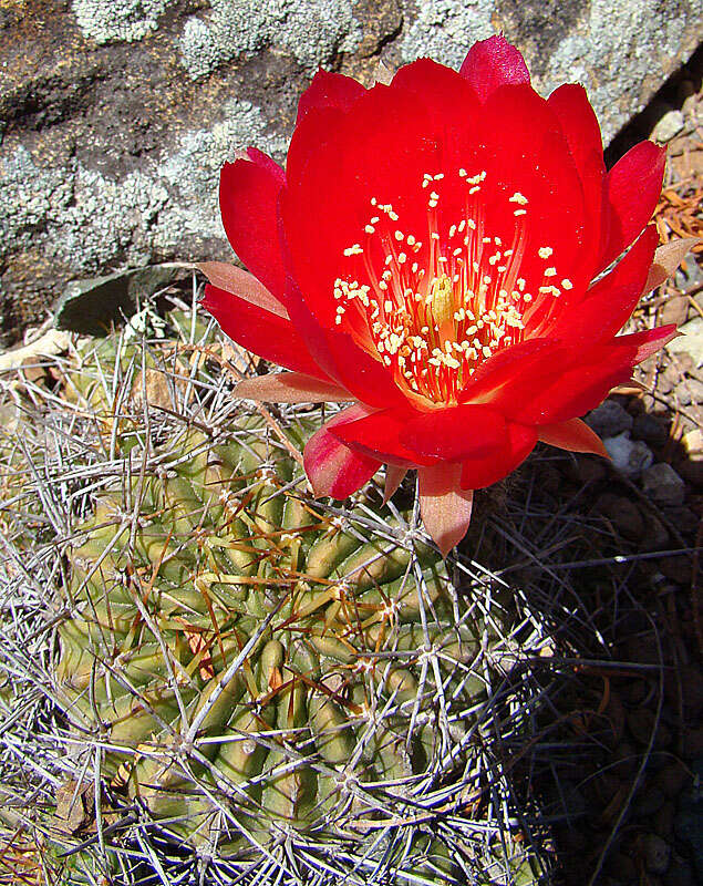 Echinopsis pampana (Britton & Rose) D. R. Hunt resmi