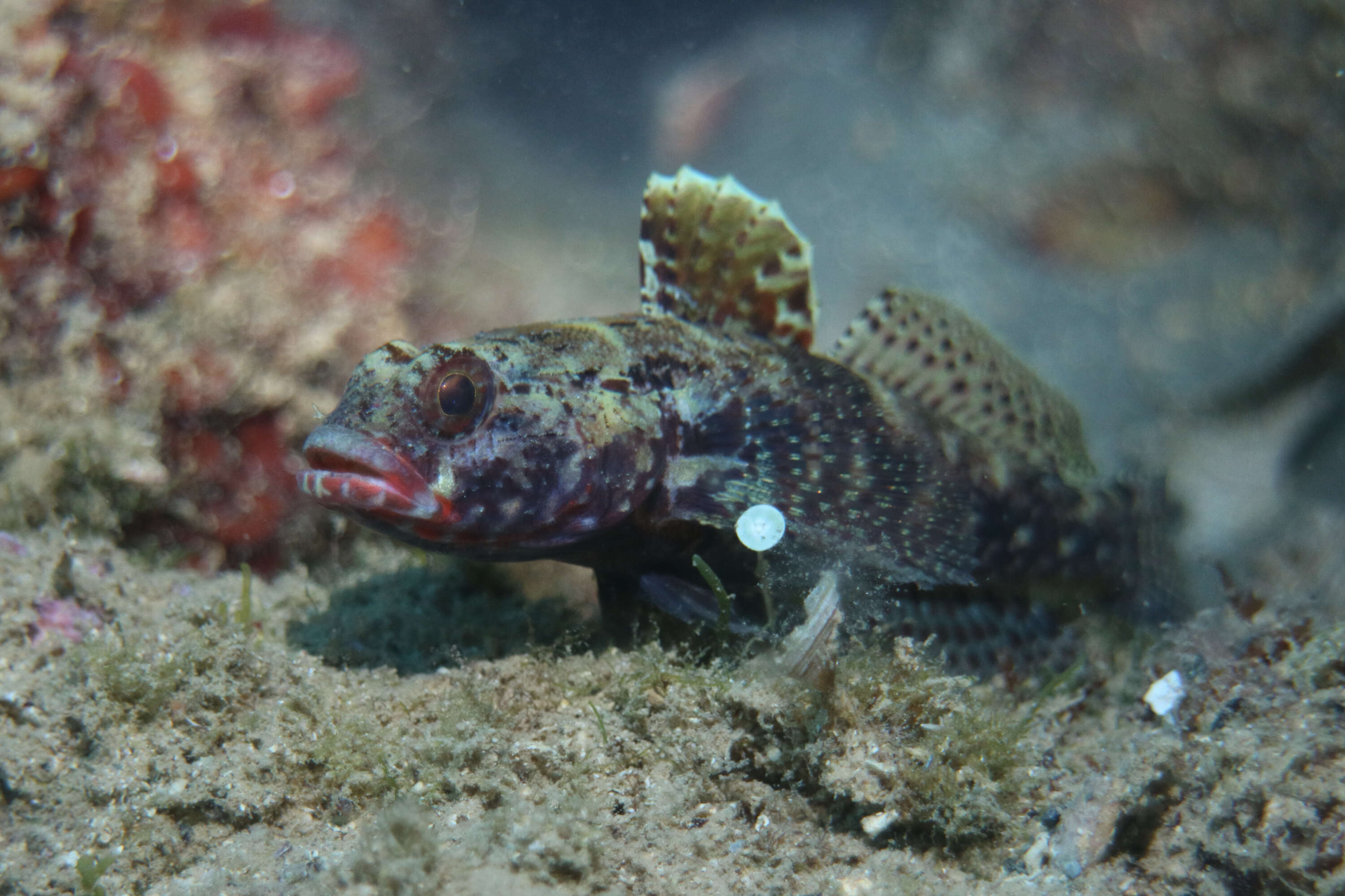 Image of Red-mouthed Goby