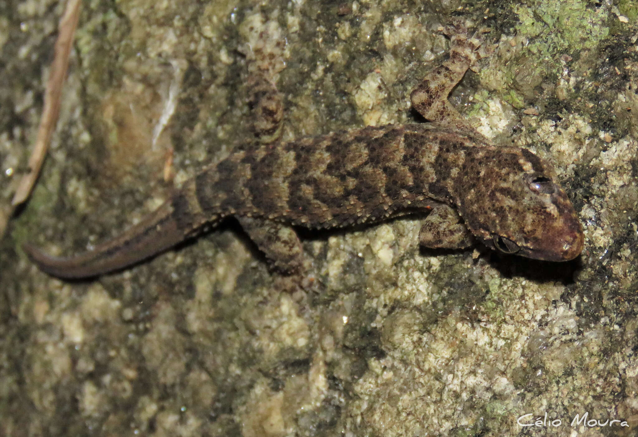 Image of Country Leaf-toed Gecko