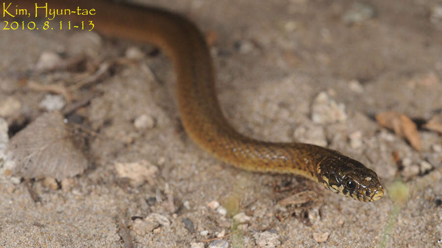 Image of Japanese Keelback