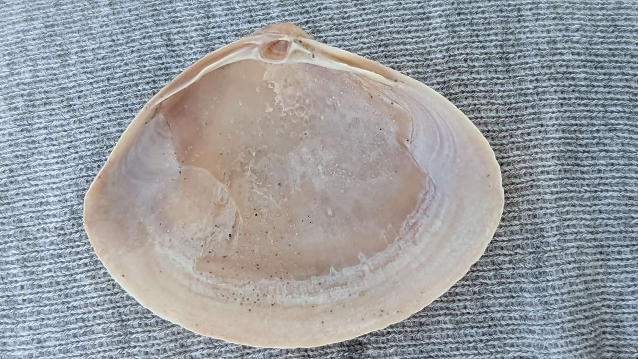 Image of rayed trough clam