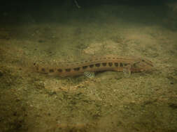 Image of Spined Loach