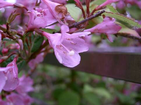 Image of Weigela hortensis (Sieb. & Zucc.) K. Koch