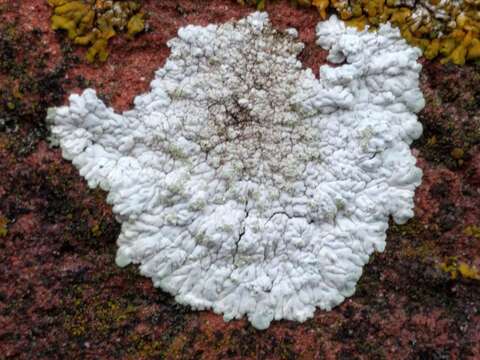 Image of diploicia lichen