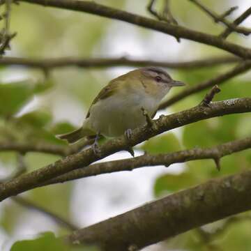 Image of Red-eyed Vireo