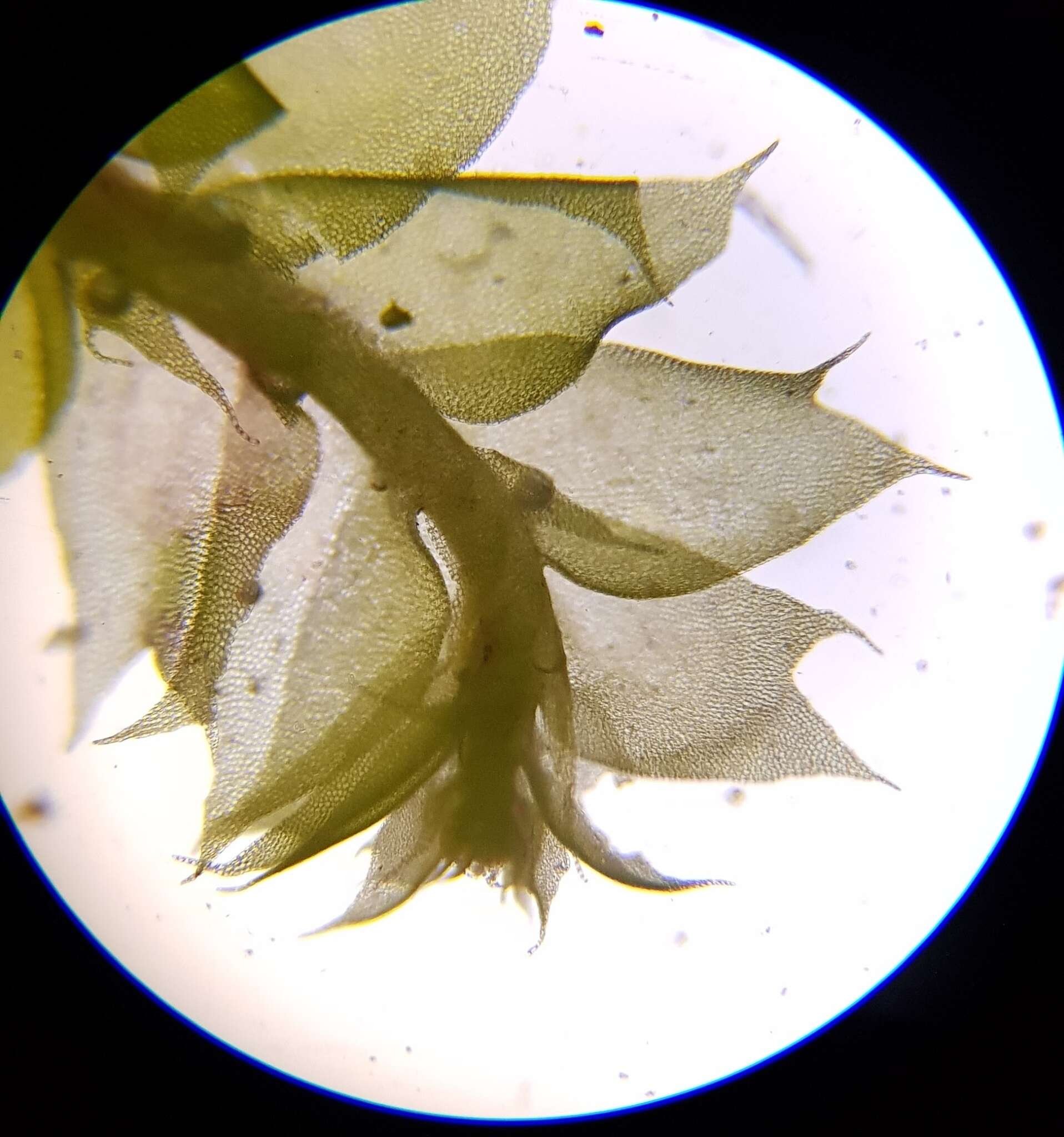 Image of Bifid Crestwort