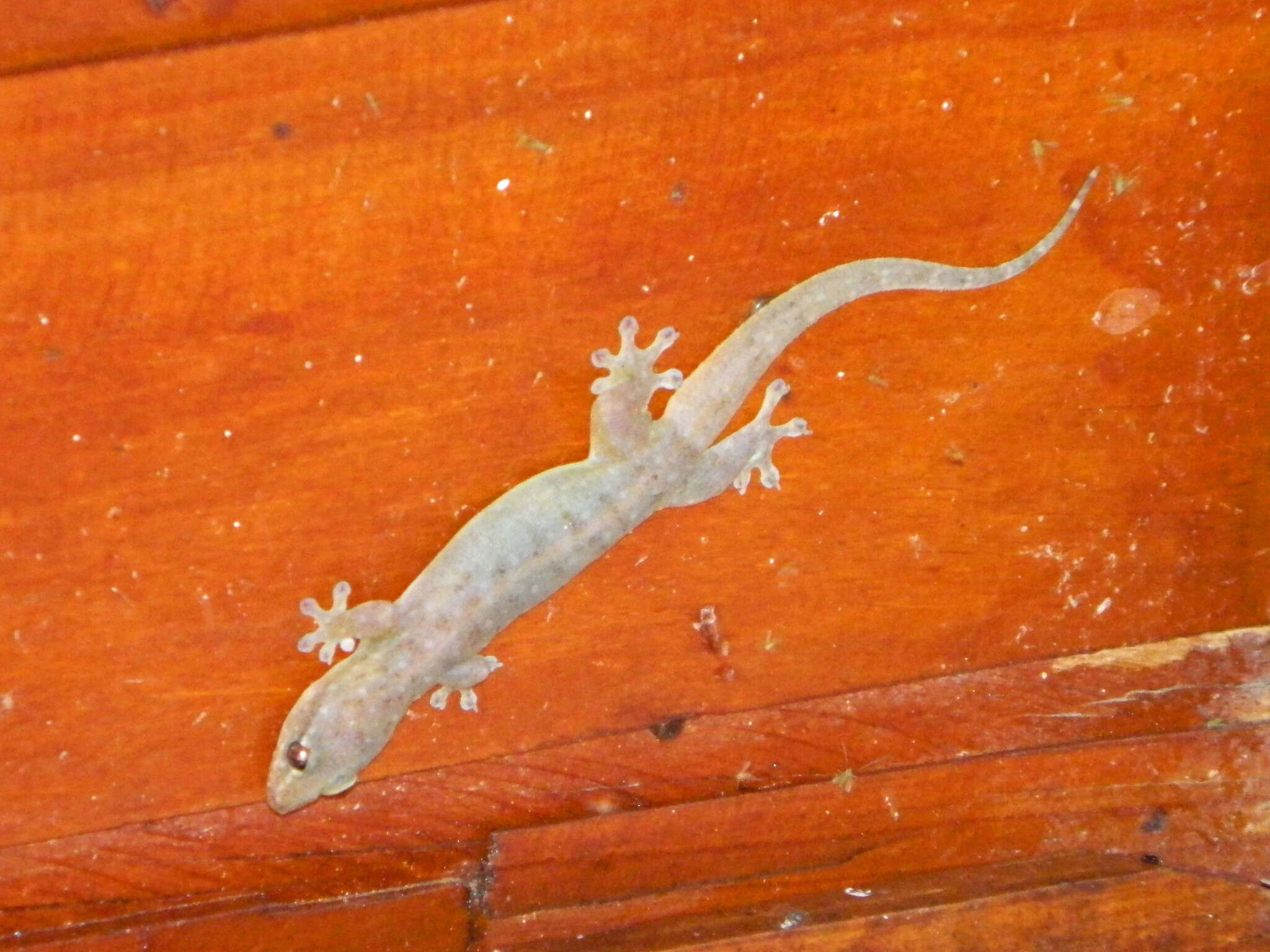 Image of Common Four-clawed Gecko