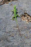 Image of Anolis punctatus Daudin 1802